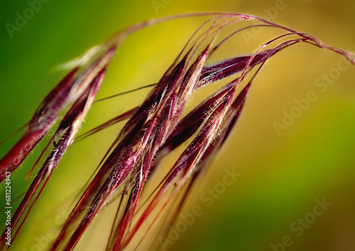 spike of grass close-up