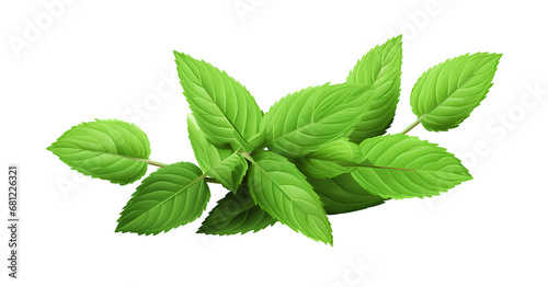 Green mint leaf isolated on white background.