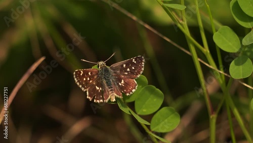 A red-underwing skipper (Spialia sertorius) sitting on a leave on a Alpine meadow. photo