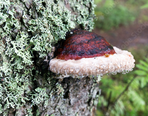 A close photo of Fomitopsis pinicola mushroom photo