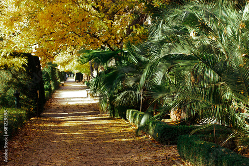 Beautiful fall landscape in the rainforest, tropical botanical garden. Deciduous yellow trees, green palm branches, leaves, shrubs. Straight long path for walk on nature. Natural reserve, forest, wood