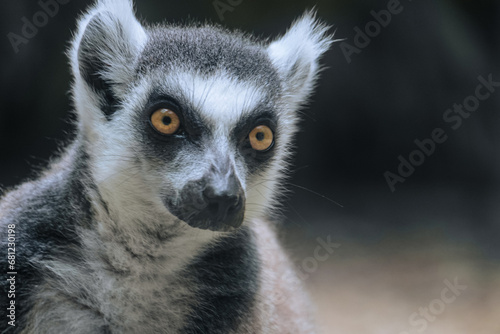 Face of lemur catta. Ring-tailed lemur.