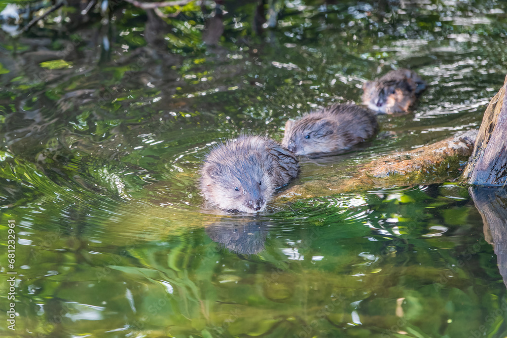 Muskrat, Ondatra zibethicuseats swiming at the surface of the lake water. Muskrat, Ondatra zibethicuseats swiming at the surface of the lake water.