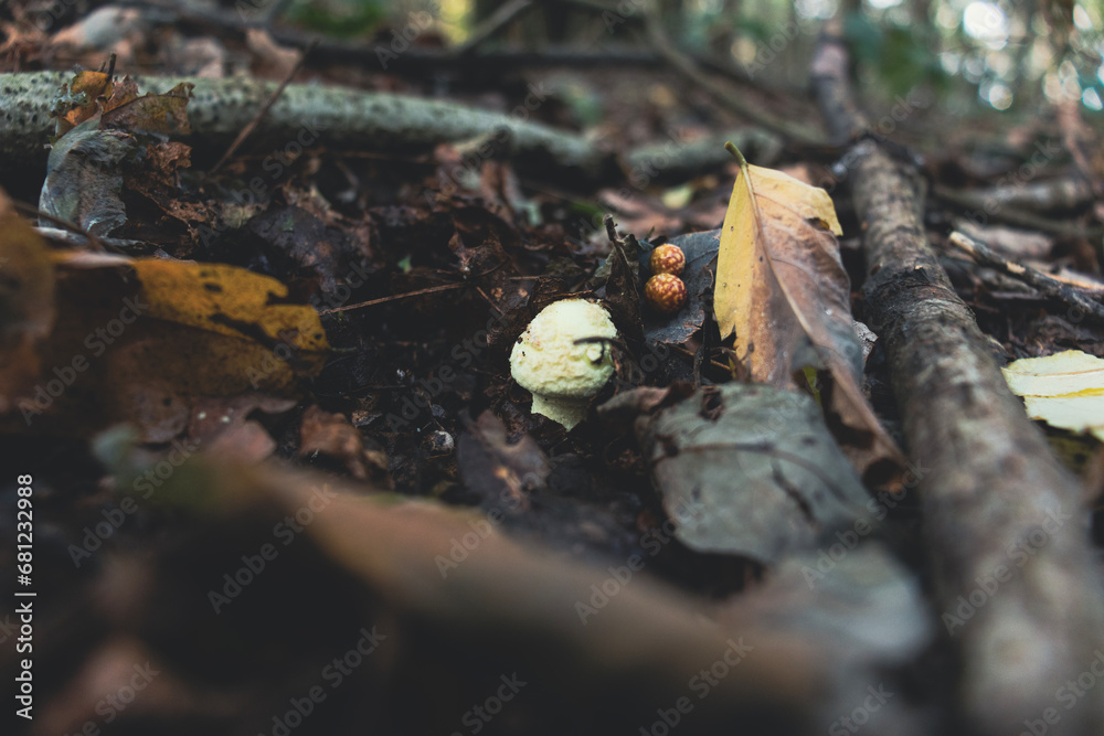 High angle view of a growing Amanita citrina mushroom (a.k.a. the false death cap or citron amanita). Poisonous mushroom. Copy space High angle view of a growing Amanita citrina mushroom (a.k.a. the false death cap or citron amanita). Poisonous mushroom. Copy space