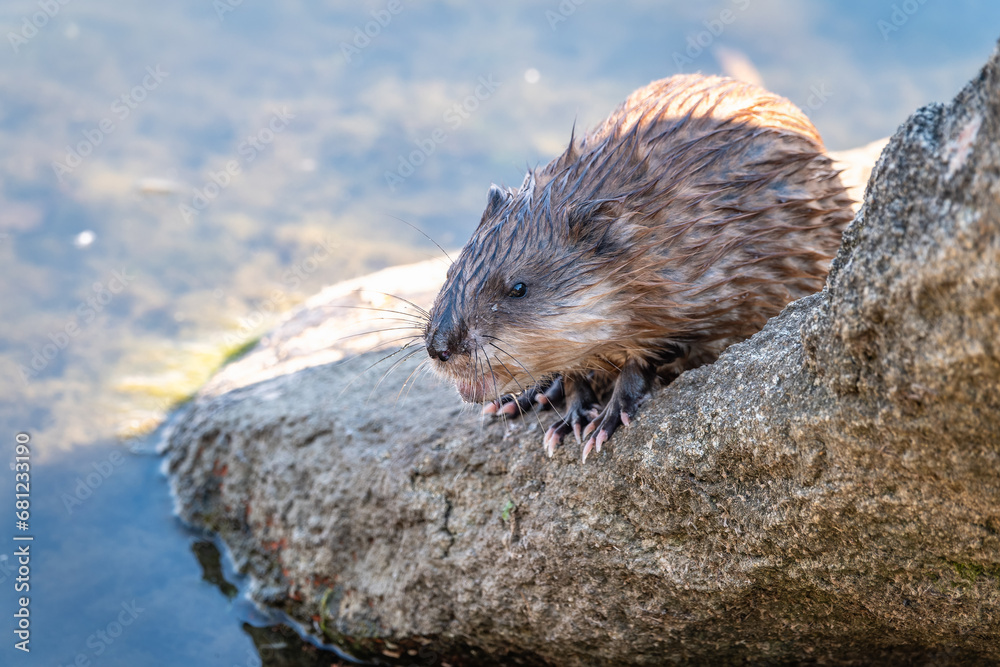 Wild animal Muskrat, Ondatra zibethicuseats, eats on the river bank Wild animal Muskrat, Ondatra zibethicuseats, eats on the river bank