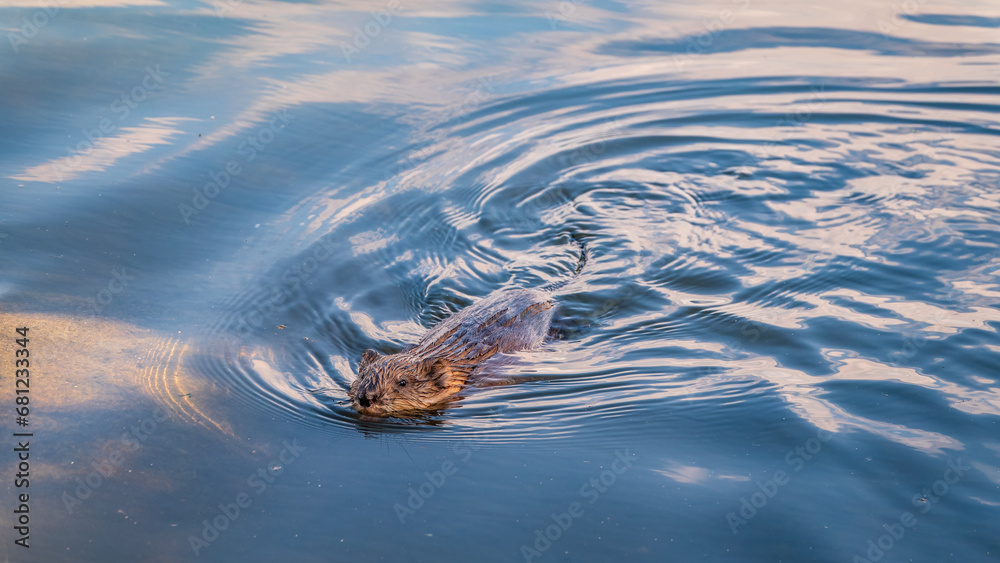 Muskrat, Ondatra zibethicuseats swiming at the surface of the lake water. Muskrat, Ondatra zibethicuseats swiming at the surface of the lake water.