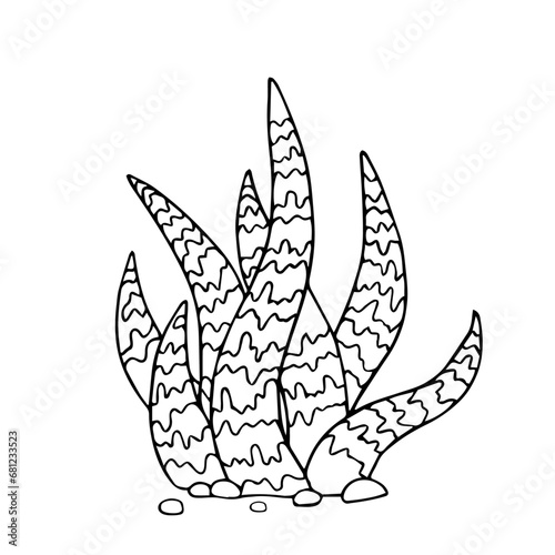 Sketch, doodle of a blooming cactus, succulent. Vector graphics.
