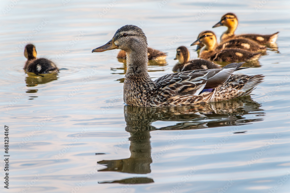 A family of ducks, a duck and its little ducklings are swimming in the water. The duck takes care of its newborn ducklings. Mallard, lat. Anas platyrhynchos A family of ducks, a duck and its little ducklings are swimming in the water. The duck takes care of its newborn ducklings. Mallard, lat. Anas platyrhynchos