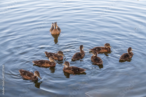 A family of ducks, a duck and its little ducklings are swimming in the water. The duck takes care of its newborn ducklings. Mallard, lat. Anas platyrhynchos © Dmitrii Potashkin