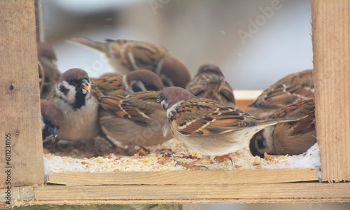 In the cold winter, sparrows peck food in an artificial feeder photo