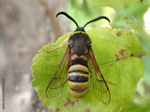 Lunar Hornet Moth (Sesia bembeciformis), a moth that mimics a wasp photo