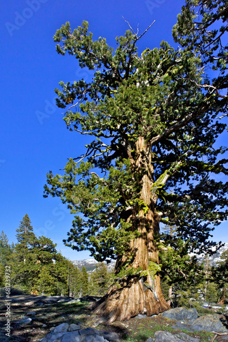 Very old  conifer trees in the High Sierra serve as inspiration for Bonsai Tree Artists to replicate its shape as a small potted plant 