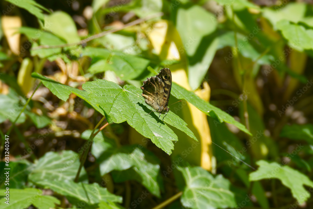 Speckled Wood Butterfly (Pararge aegeria) sitting on a green leaf in Zurich, Switzerland Speckled Wood Butterfly (Pararge aegeria) sitting on a green leaf in Zurich, Switzerland