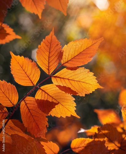 Autumn Leaves Macro Photography