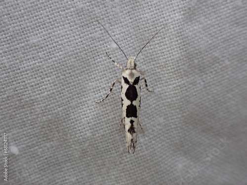 Pied Smudge moth (Ypsolopha sequella) photo