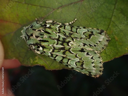 Merveille du Jour moth (Griposia aprilina) photo