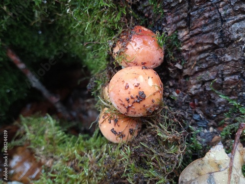 Several poisonous mushrooms grow on an old tree stump in the moss. The topic of poisonous mushrooms in the forest. Mushroom picking and outdoor recreation.
