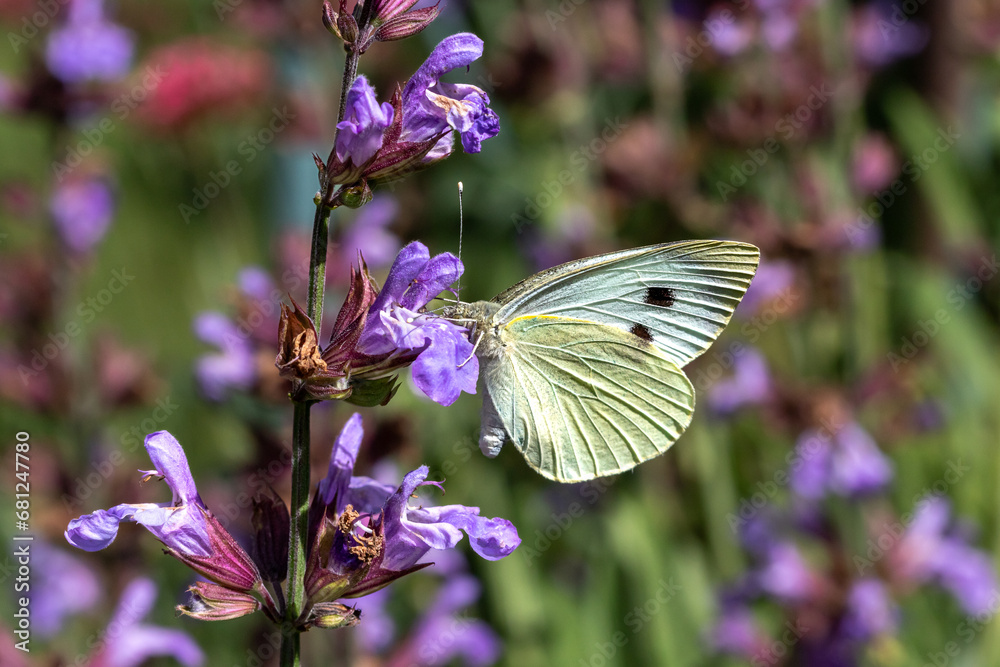 A Large white butterfly ( Pieris brassicae) perched on a purple flower. A Large white butterfly ( Pieris brassicae) perched on a purple flower.