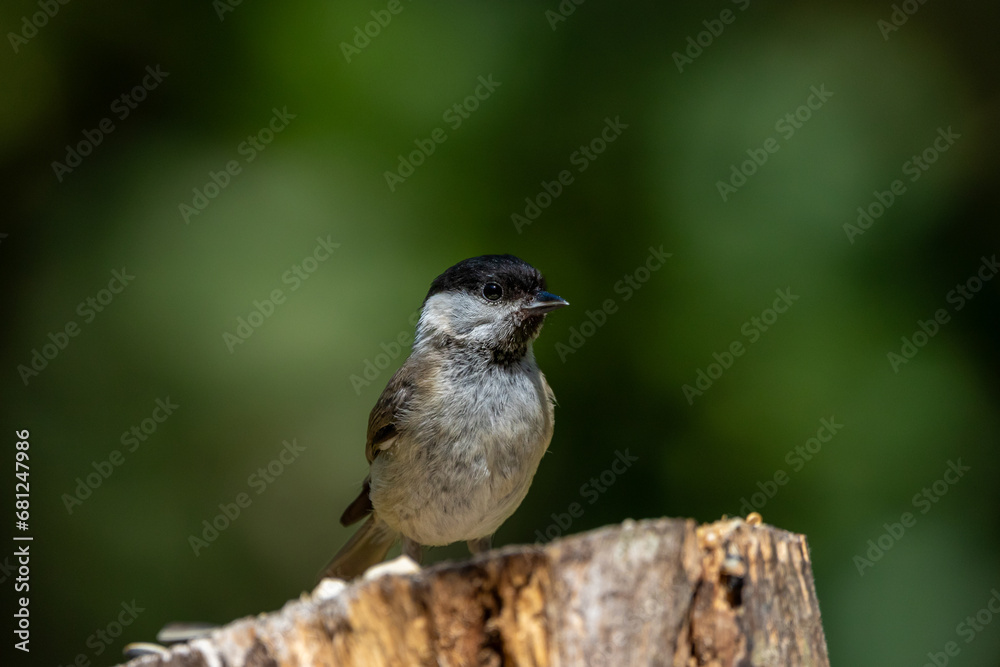 Obraz premium A single Marsh tit (Poecile palustris) perching.