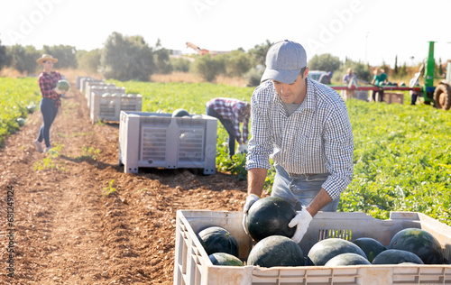 Positive male farmer carrying freshly picked watermelon to large-size transportation container photo