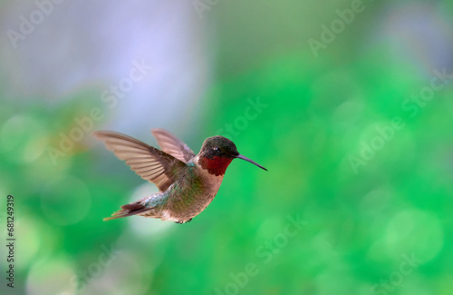 Image of flying Ruby-throated Hummingbird 
