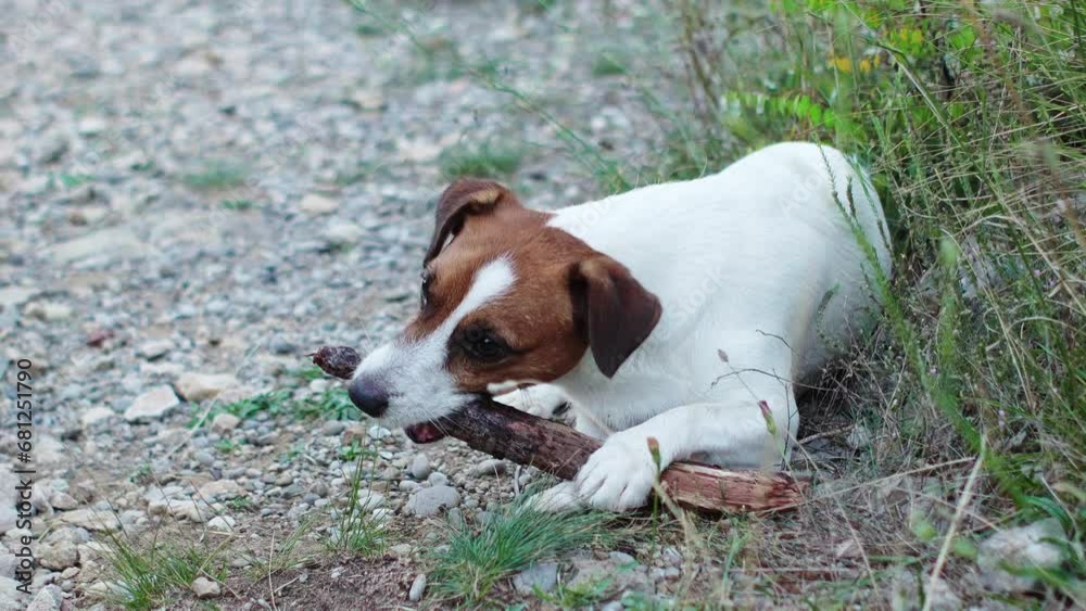 A playful Jack Russell Terrier dog enjoys a game of fetch, eagerly chewing a stick amidst a rugged trail A playful Jack Russell Terrier dog enjoys a game of fetch, eagerly chewing a stick amidst a rugged trail