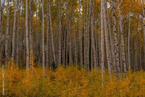 Tall Aspen trees in a forest in Colorado. Fall Autumn Season Colorful Yellow, Orange, and Golden Leaves.