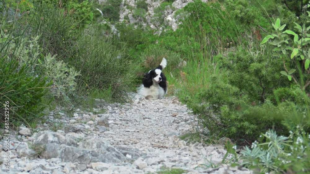 An American Cocker Spaniel trots along a rocky path in the wild, showcasing its elegant black and white coat An American Cocker Spaniel trots along a rocky path in the wild, showcasing its elegant black and white coat