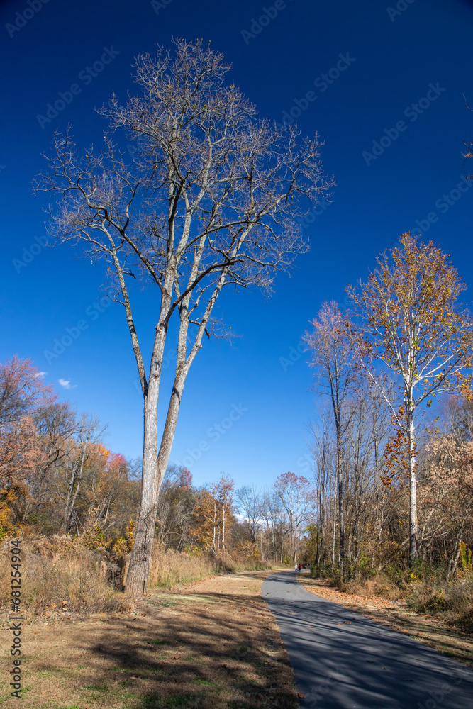 Lone Bare Tree Along a Walking Path