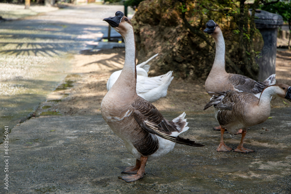 Brown Chinese goose in the farm