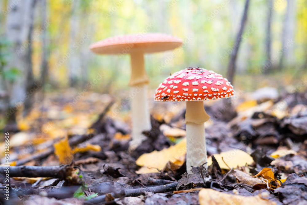 mushroom in a beautiful autumn forest mushroom in a beautiful autumn forest