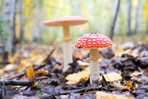 mushroom in a beautiful autumn forest