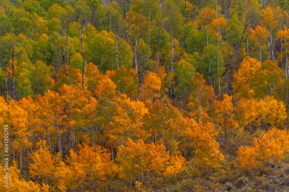 Beautiful green and orange Autumn forest scenery of aspen trees in Kebler Pass, Colorado.