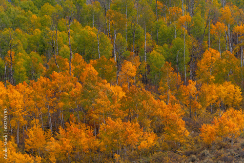Beautiful green and orange Autumn forest scenery of aspen trees in Kebler Pass, Colorado.