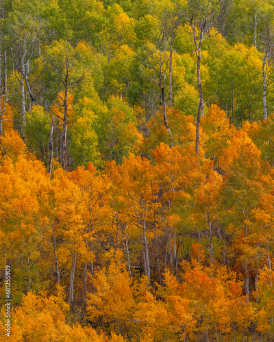 Autumn forest scenery of green and yellow aspen trees in Kebler Pass, Colorado.