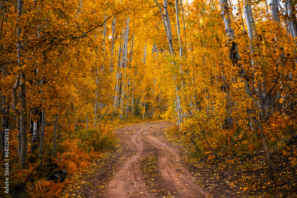 Fototapeta premium Magical forest dirt road trail leading through yellow Aspen trees and warm golden day light.