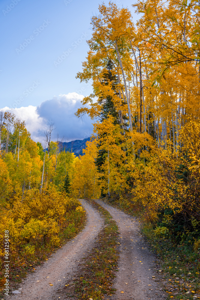 Naklejka premium Forest dirt road trail leads through forest of yellow Aspen trees towards mountains and clouds in Kebler Pass Colorado
