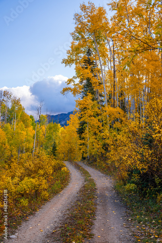 Forest dirt road trail leads through forest of yellow Aspen trees towards mountains and clouds in Kebler Pass Colorado