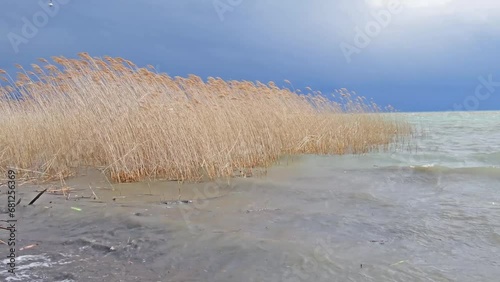 The sun breaks through the clouds and reflects off the waves of the lake. The waves move the reed. Winter time.