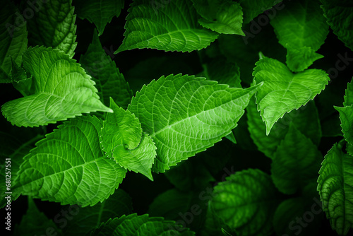 Background of green hydrangea leaves. selective focus