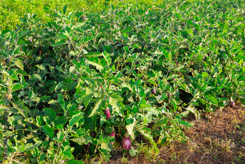 Long rows of eggplant beds growing in harvest field