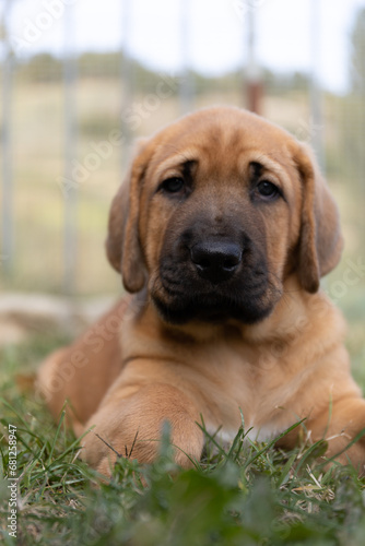 Portrait of sad, melancholic pyppu looking up at camera with tender expression. Cute, fluffy, plump Broholmer puppy, one month old, male danish molossian or mastiff breed.