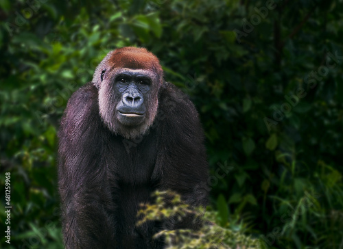 Western Lowland Gorilla (gorilla gorilla gorilla) © diegograndi