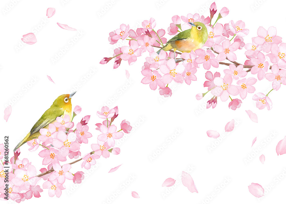 春の花：桜と小鳥（メジロ）の散る花びらのフレームデザイン。水彩イラスト。