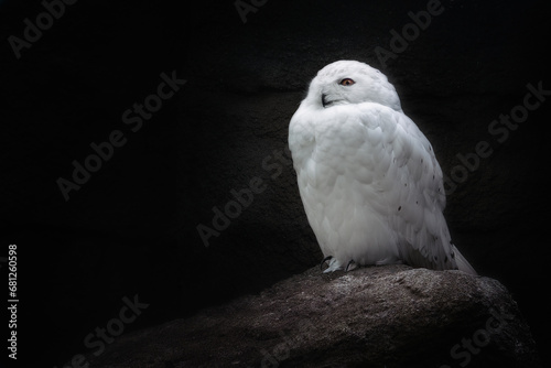 White Snowy Owl (bubo scandiacus)