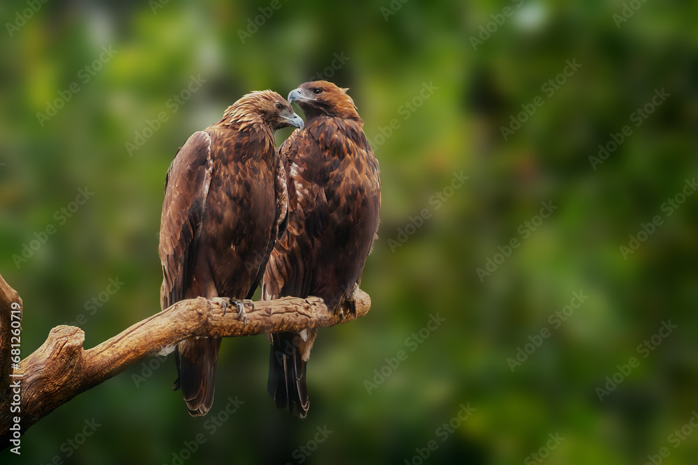 Golden Eagle Couple (aquila chrysaetos)