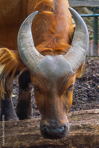 Head and horns of Forest Buffalo (syncerus caffer nanus) photo