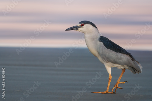 Foto Black-crowned Night Heron on a beach (Nycticorax nycticorax)