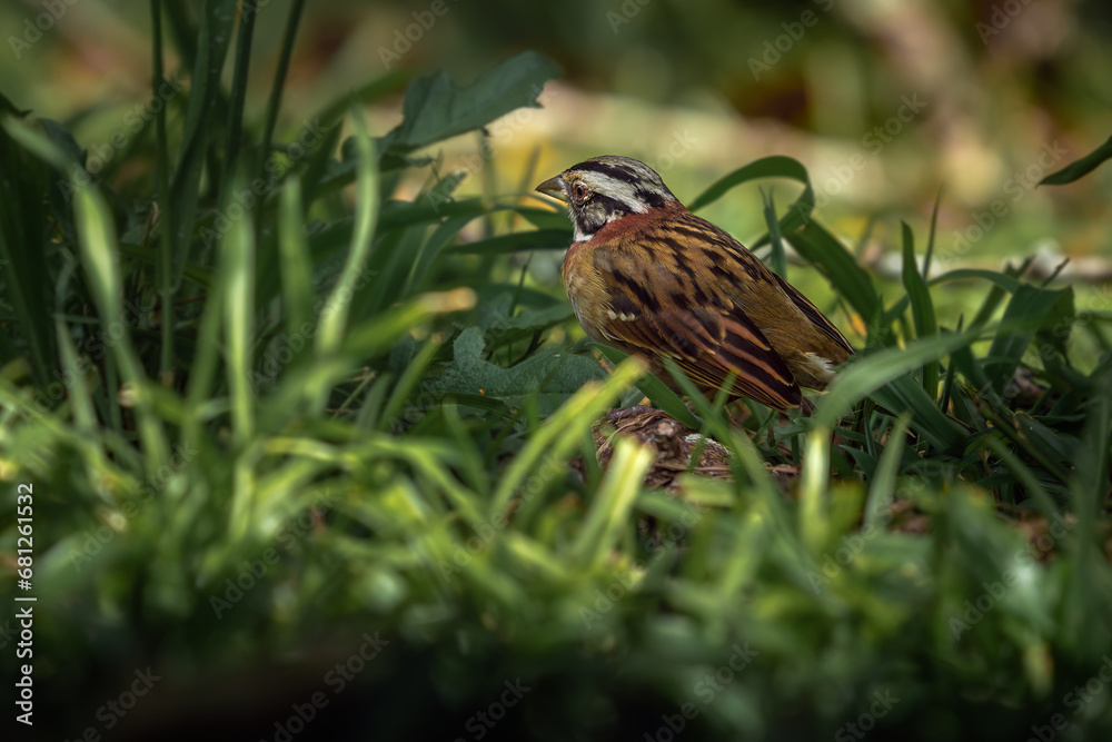 Rufous-collared Sparrow on the grass (Zonotrichia capensis) Rufous-collared Sparrow on the grass (Zonotrichia capensis)
