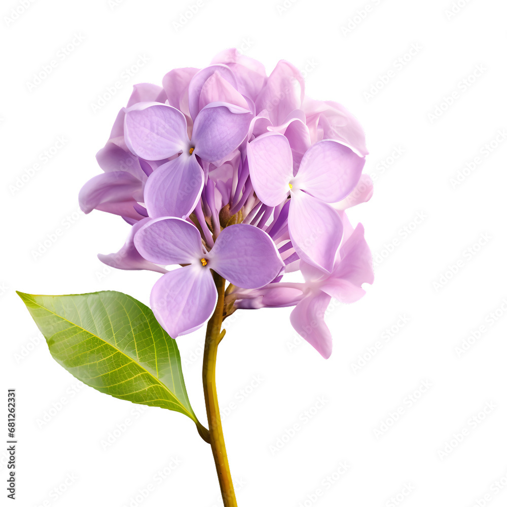 Obraz premium An Isolated Lilac Flower on a Transparent background
